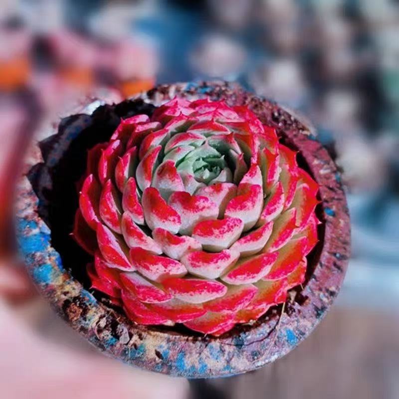 朱砂痣多肉植物新手好养