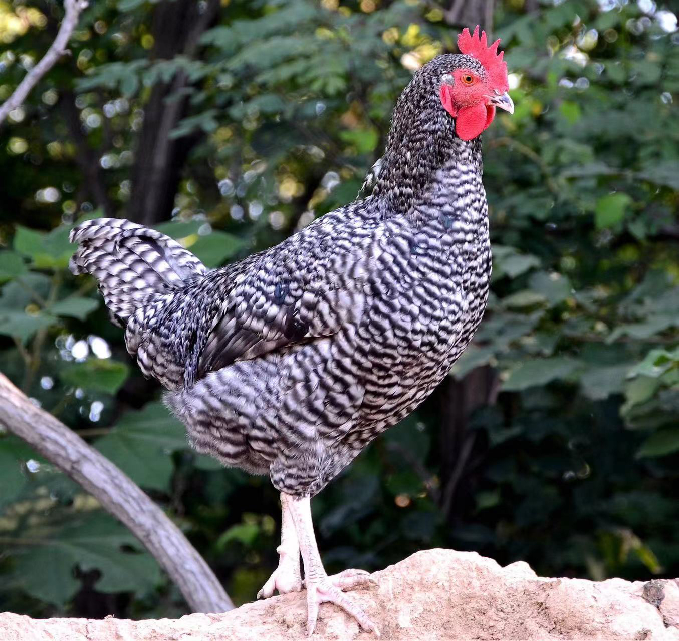 【 熊九零】山林散养芦花鸡，吃粮食的土鸡，现称链接 包冰率不含冰