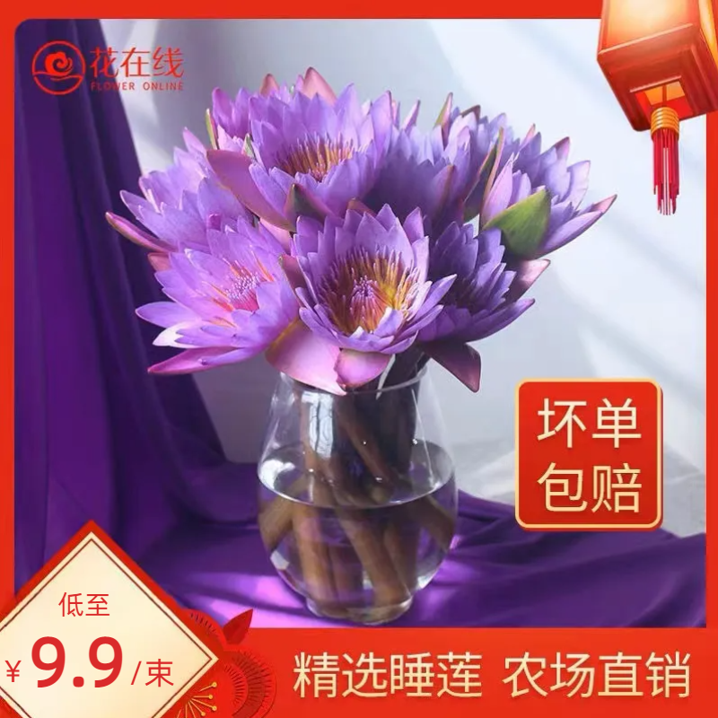 【睡莲9.9包邮】顺丰包邮农场直销水养鲜花云南直发高端花束花卉