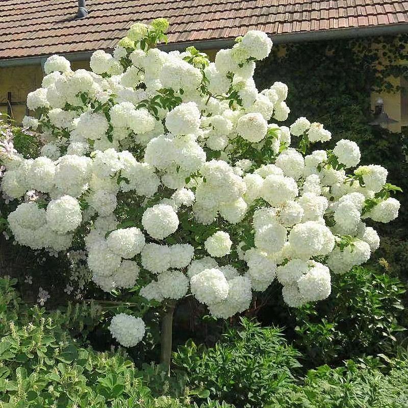 中华木绣球大花斗球木本绣球树苗盆栽地栽别墅庭院种植耐寒木绣球