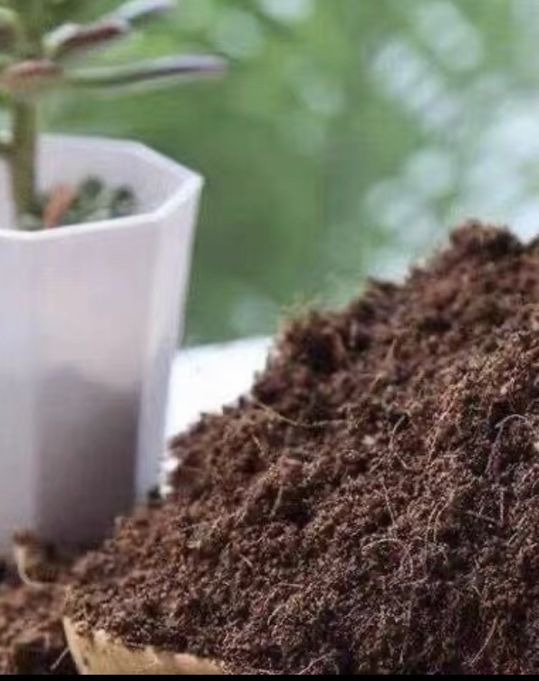 福龙沙漠玫瑰原生嫁接花色四季开花好养易活