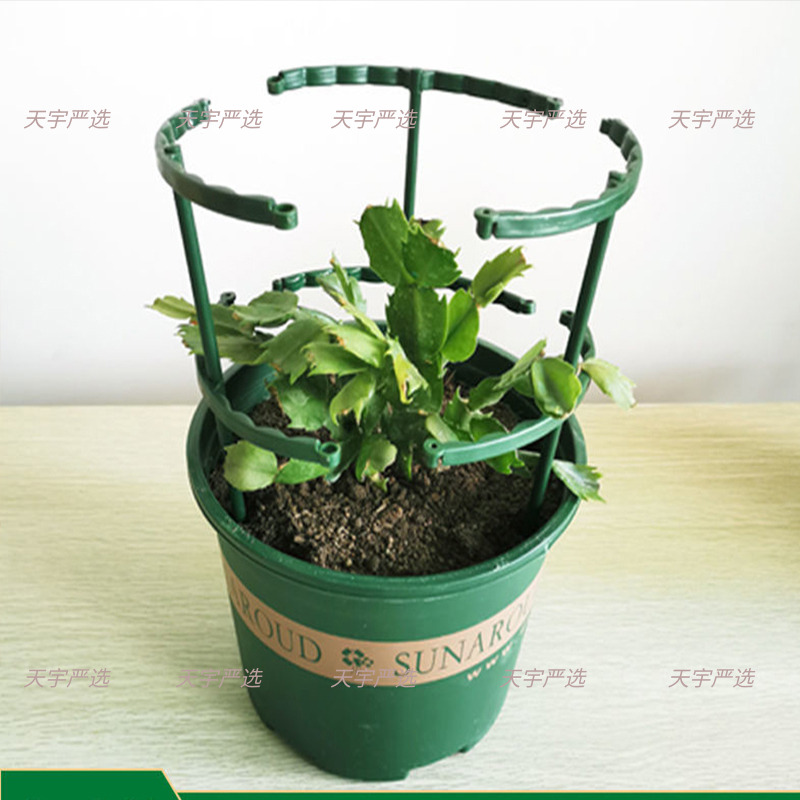 加粗固定支架蟹爪兰多肉太阳花支撑防倒伏可拼接新款植物架护叶架