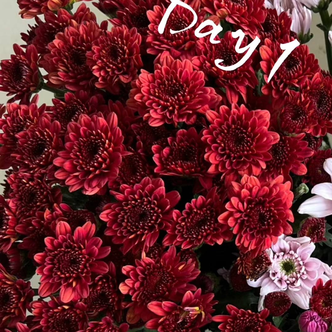 【红水晶】荷兰菊室内阳台四季开花多年生耐寒耐热好养护