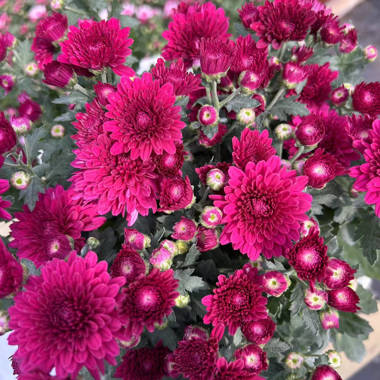 荷兰菊【紫水晶】耐寒耐热多年生四季开花新手易养活