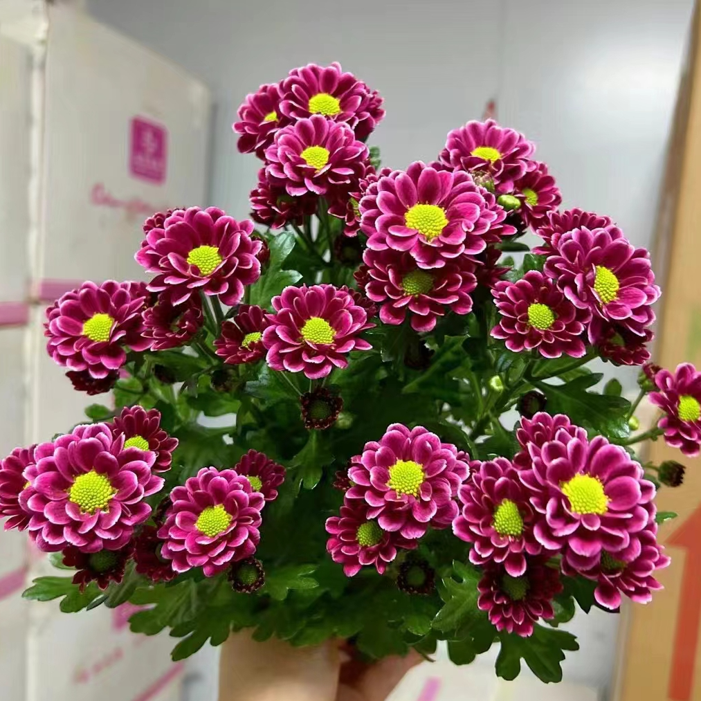 【吉祥小菊】荷兰菊耐热耐寒盆栽花卉室内室外好看好养观花植物