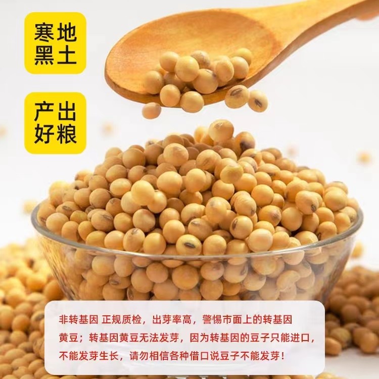 东北颗粒大豆黄豆高蛋白非转基因黄豆