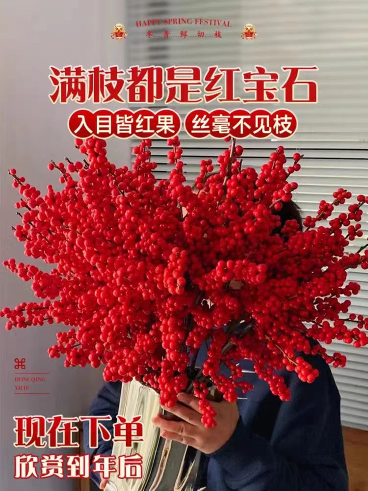 北美冬青红果耐寒特色花卉盆栽授粉室内年宵花观果四季绿植客厅