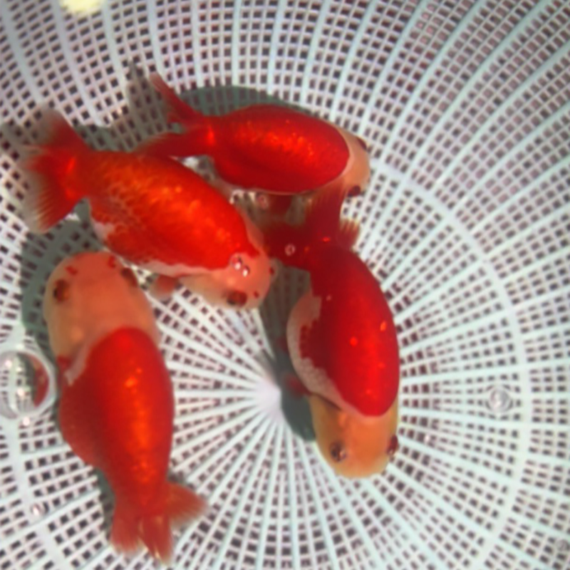 活体观赏鱼，测试链接，私拍不发
