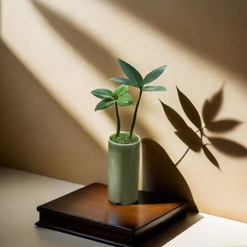 四叶幸运草竹柏花卉绿植盆栽室内好养好看创意办公室桌面盆景竹子