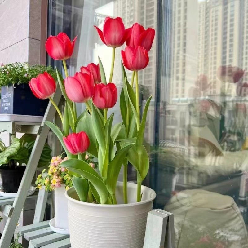 水培郁金香种球荷兰进口五度球水培土培植物室外耐寒盆栽种子植物商品图