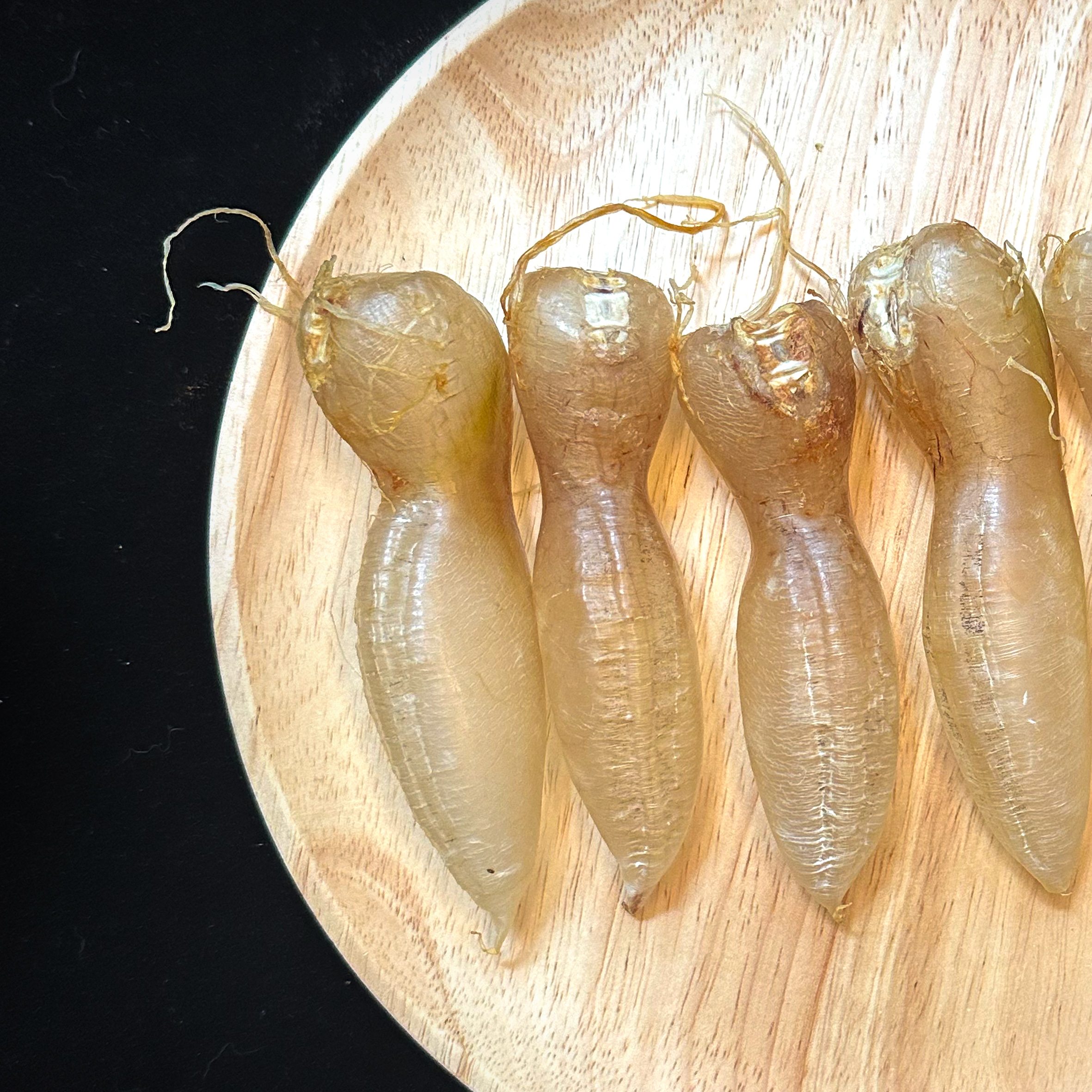 【极禾恩 】越南蜘蛛胶 精选品135-136头 一个