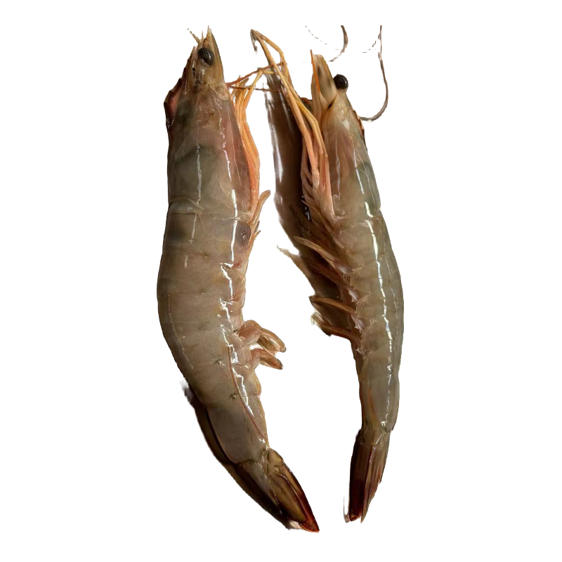 5-6头特大野生海捕大对虾品质