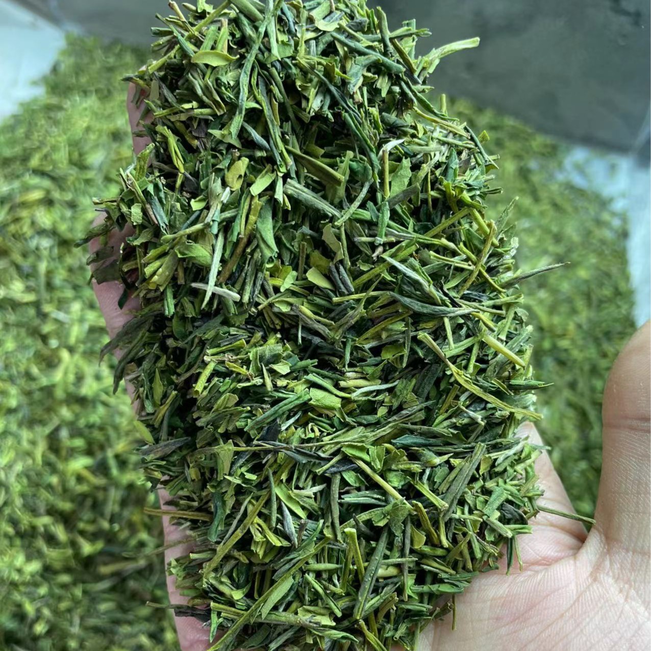 【茶片 碎茶合集】白茶 龙井43 黄金芽 等碎茶合集 【注意！是茶碎】