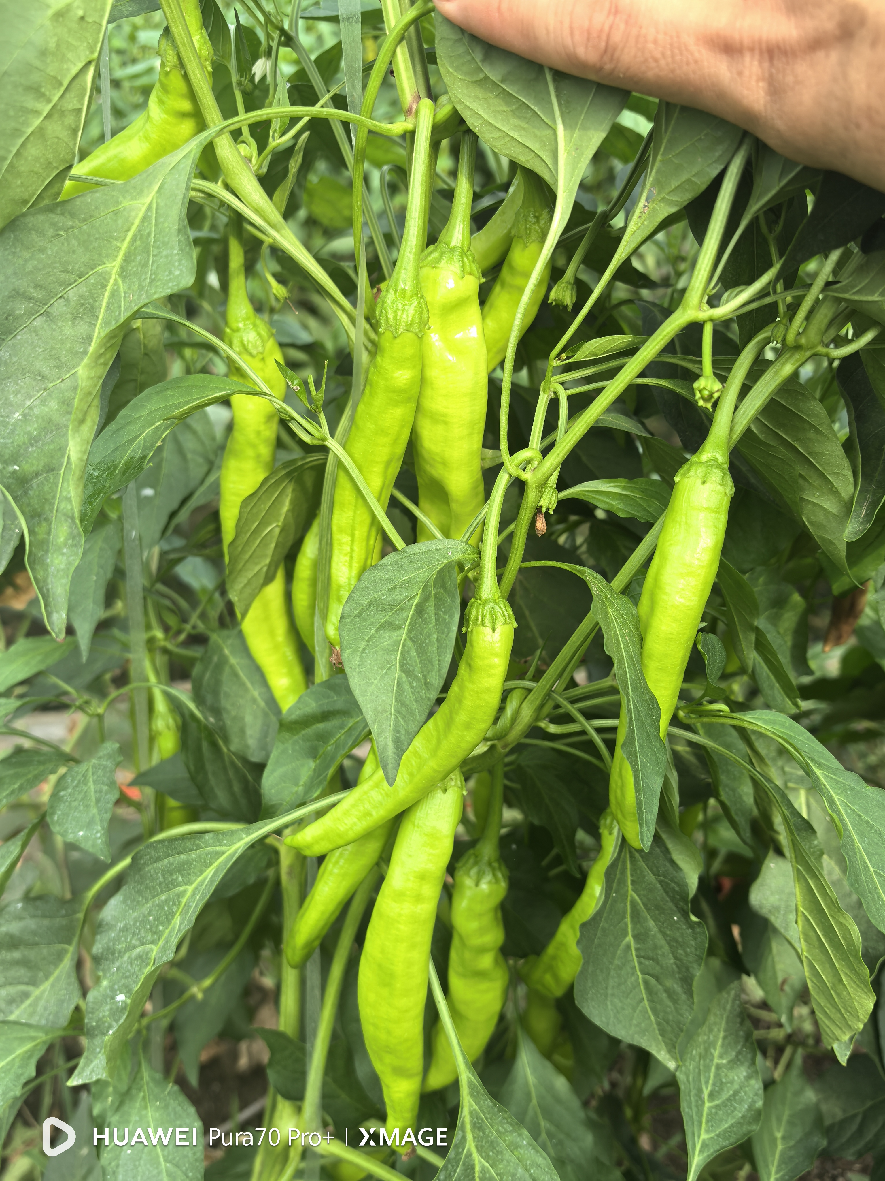 花见花开（喷施）5桶水