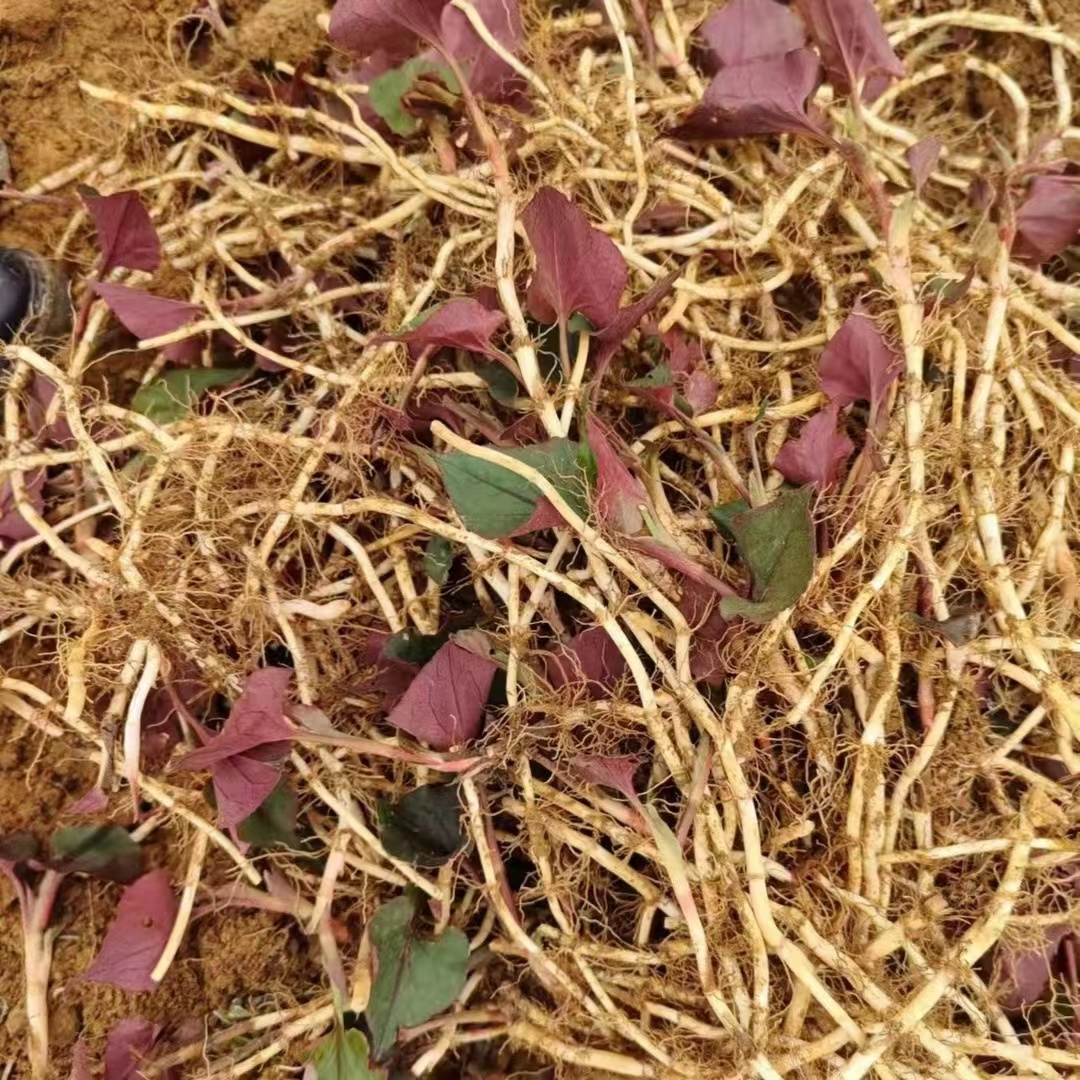 贵州鱼腥草 新鲜折耳根3斤包邮