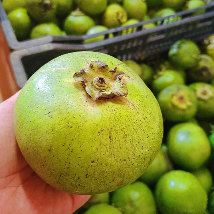 四季品种巧克力布丁黑柿嫁接苗果树庭院种植阳台盆栽水果当年开花