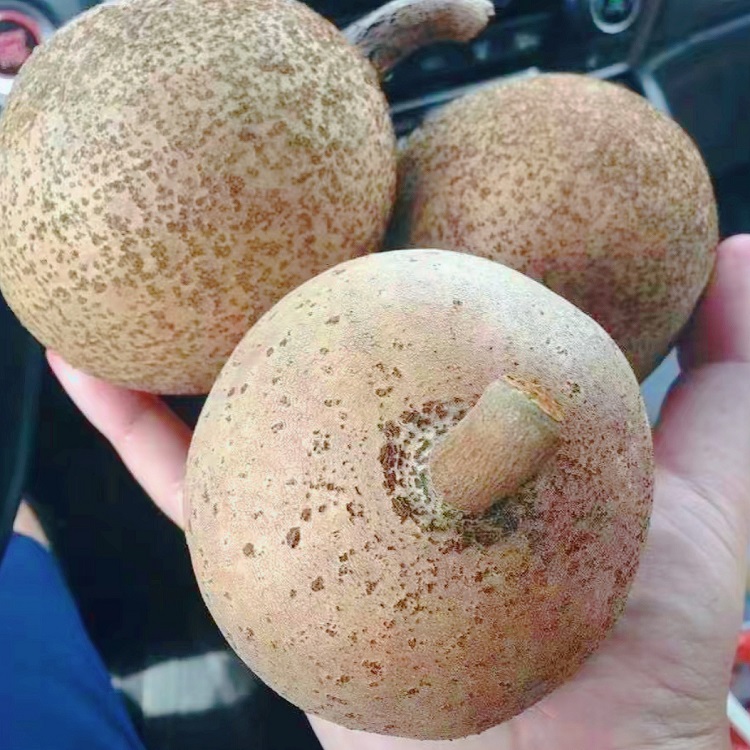 新品妈咪杏果树苗实生大苗