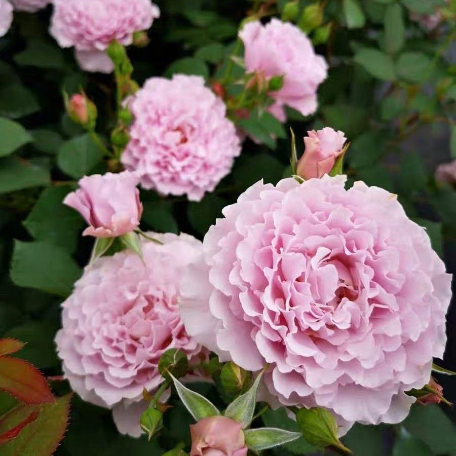 玫瑰半岛 蜻蜓 浓香丰花蓝紫色波浪边月季