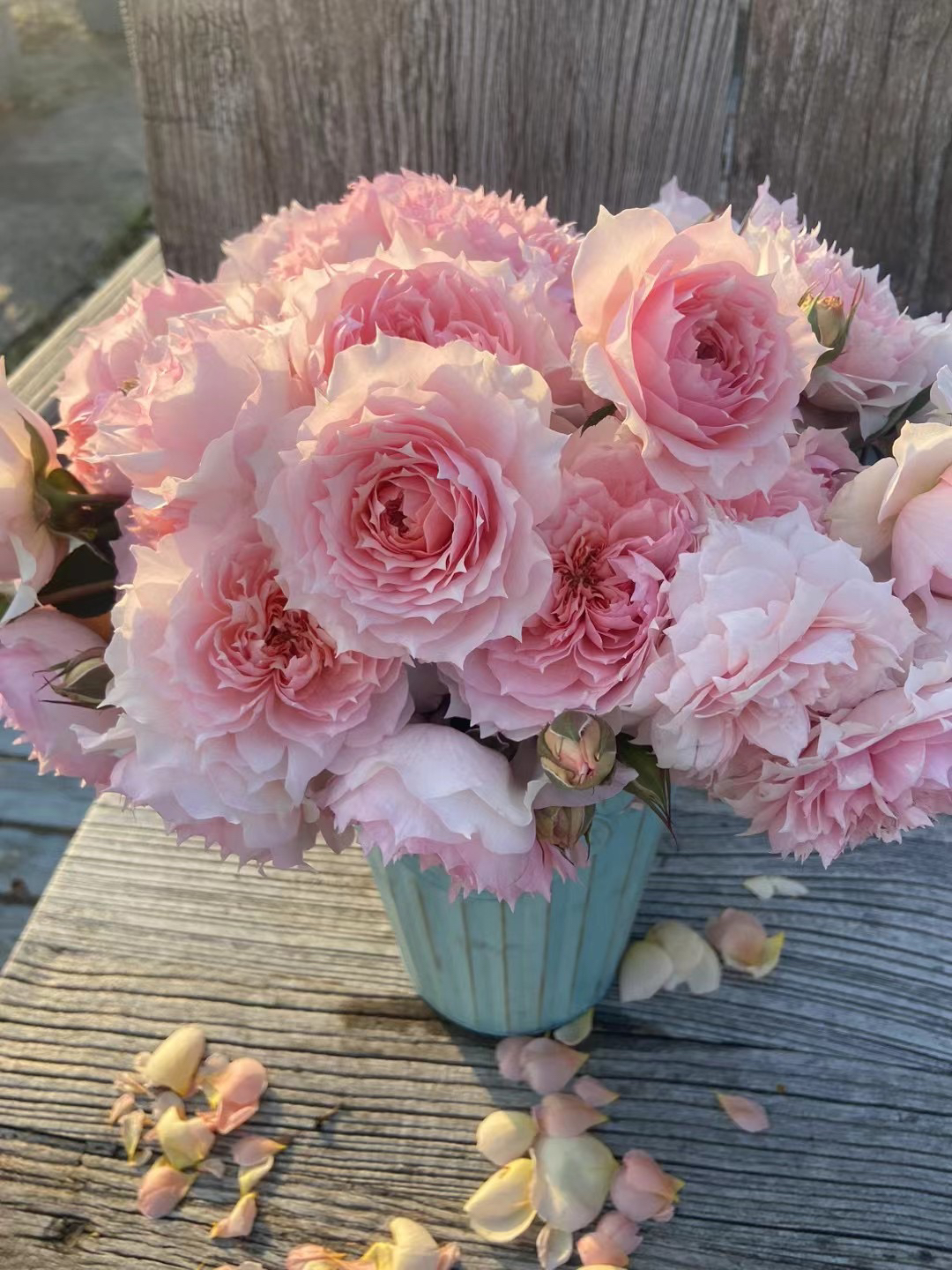 玫瑰半岛 莫妮卡戴维 粉色尖包子型丰花月季