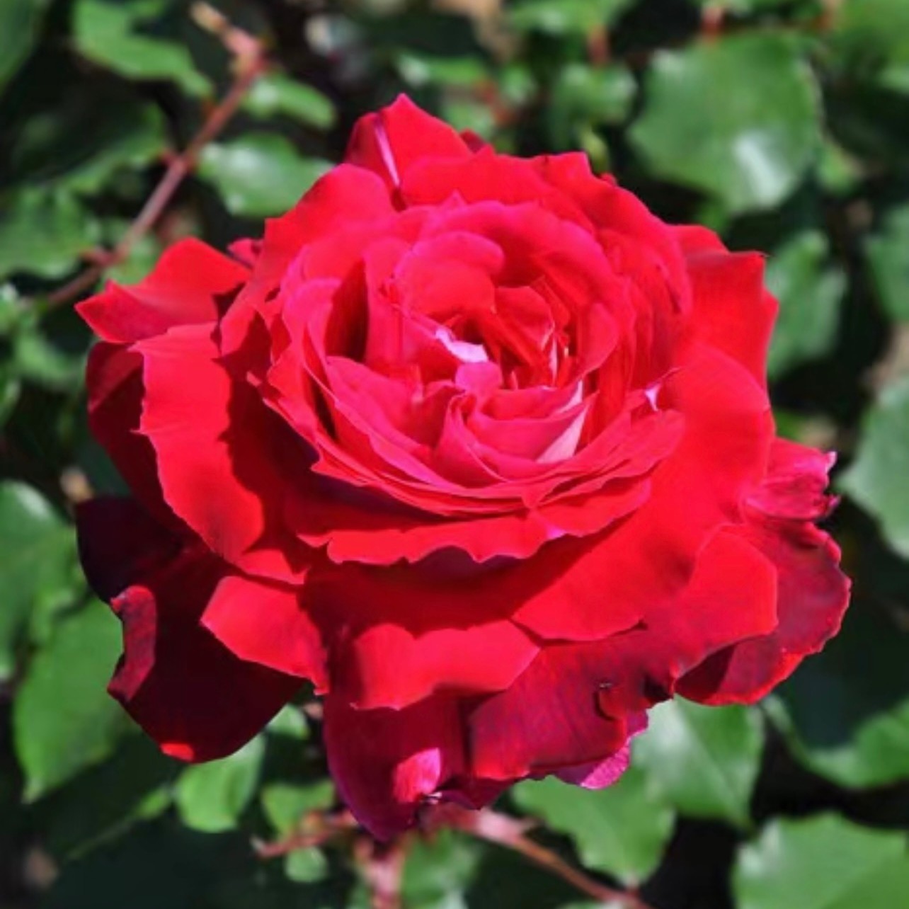 玫瑰半岛 红色王冠 木村卓功授权新品月季 正红色浓香月季