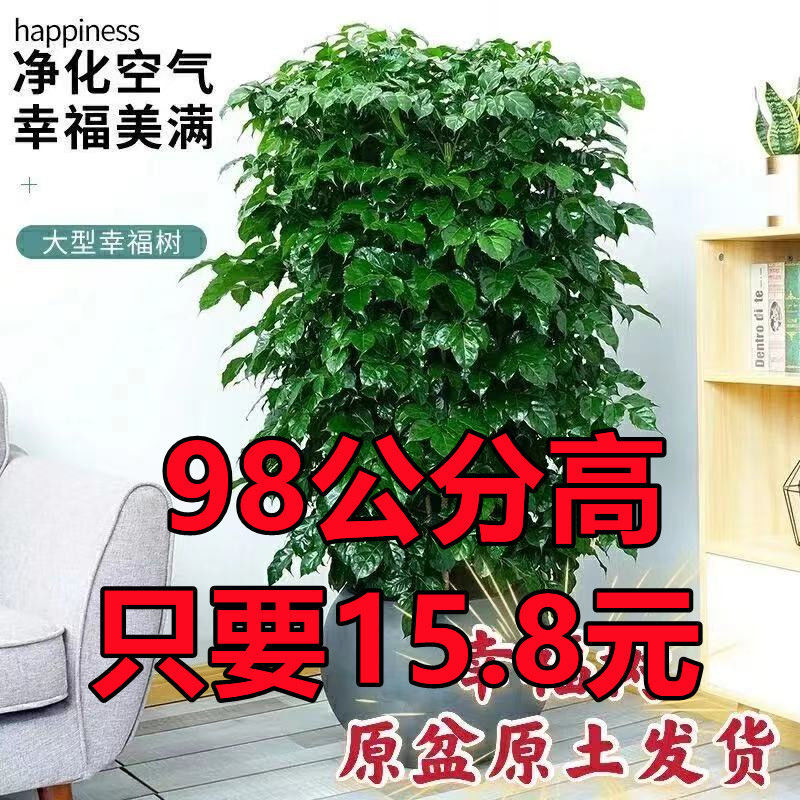 【小扬哥优选】幸福树盆栽办公室客厅大型绿植盆景平安树驱蚊植物