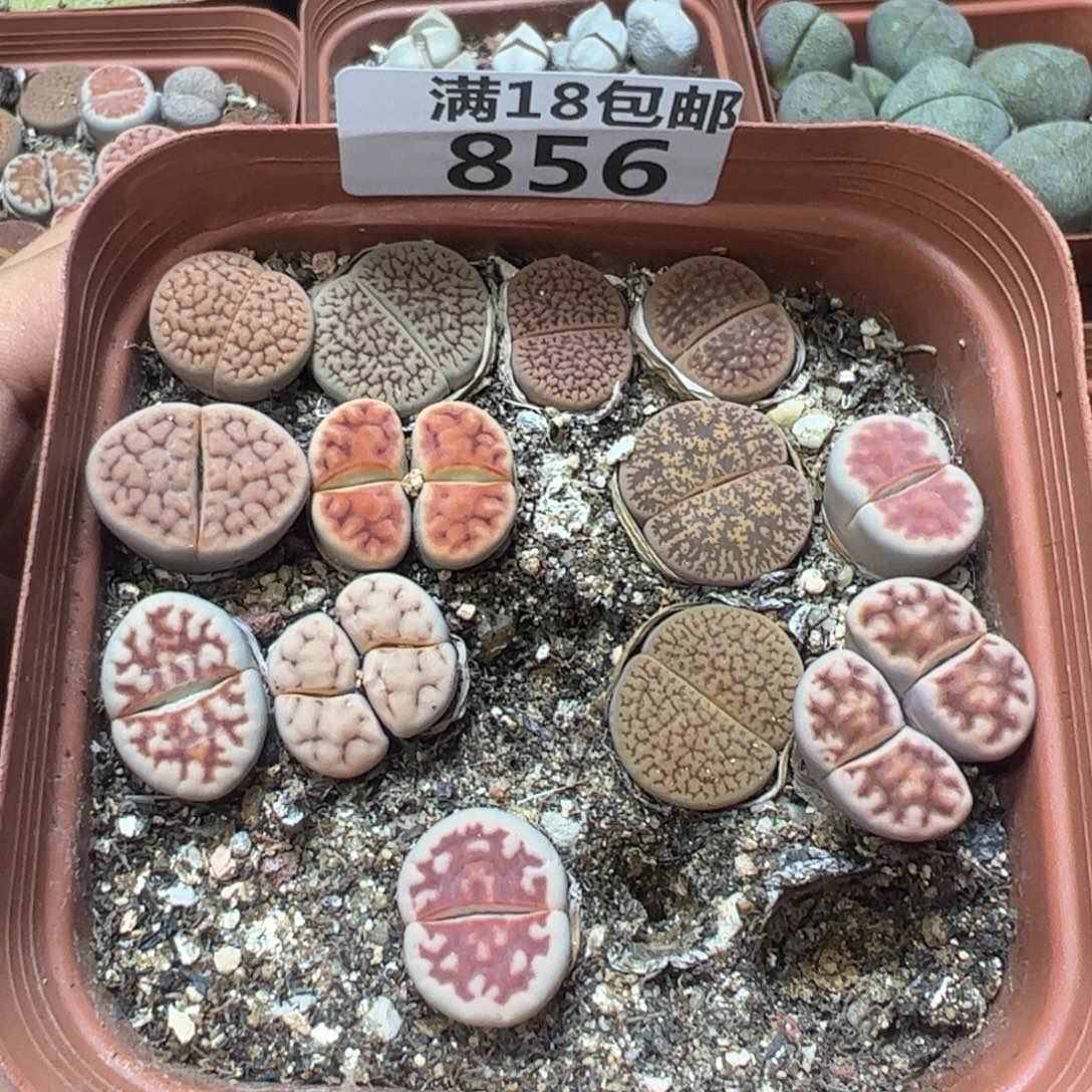 【闪购商品】 856。