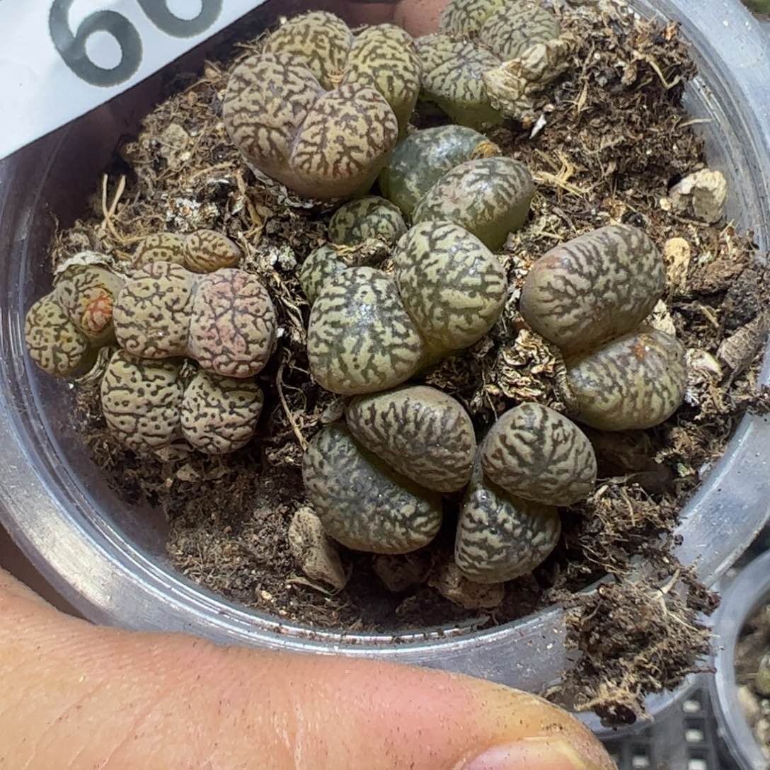 【闪购商品】 663。