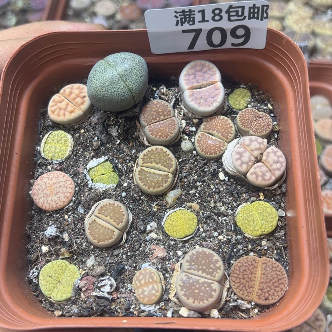 【闪购商品】 709。