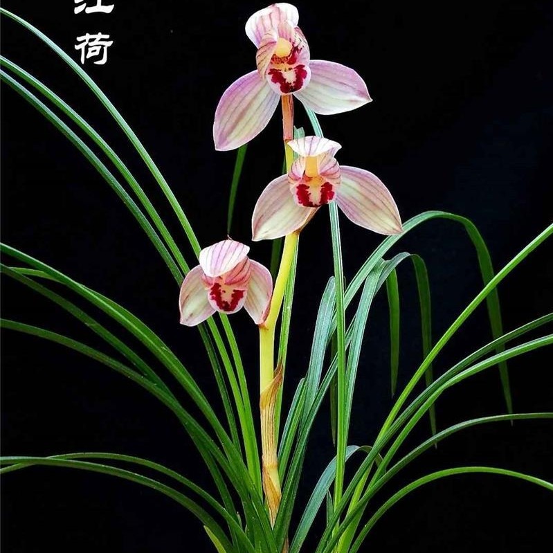 精品兰花一物一拍