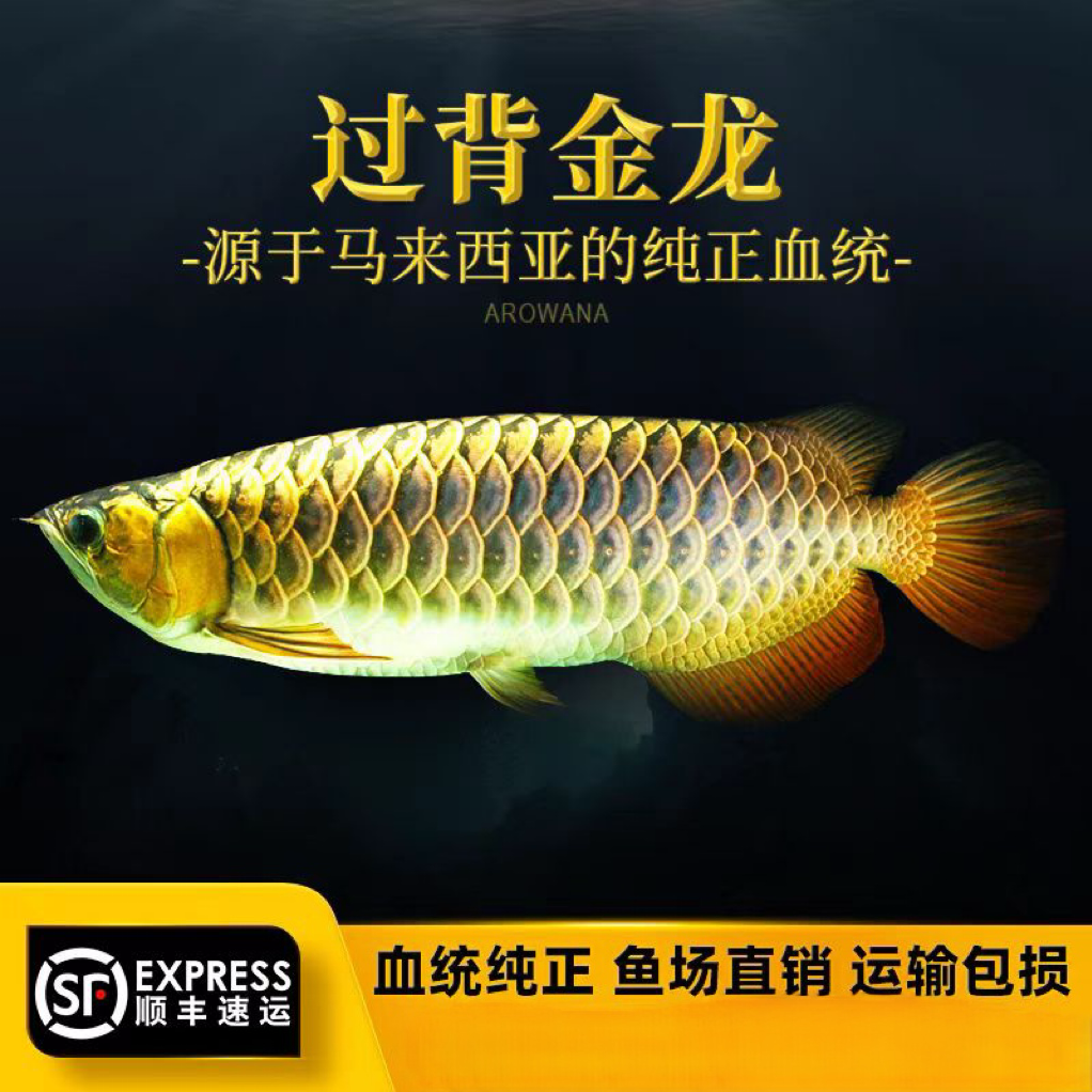 马来西亚原生态古典蓝底过背金龙鱼新加坡24K金头热带活体观赏鱼
