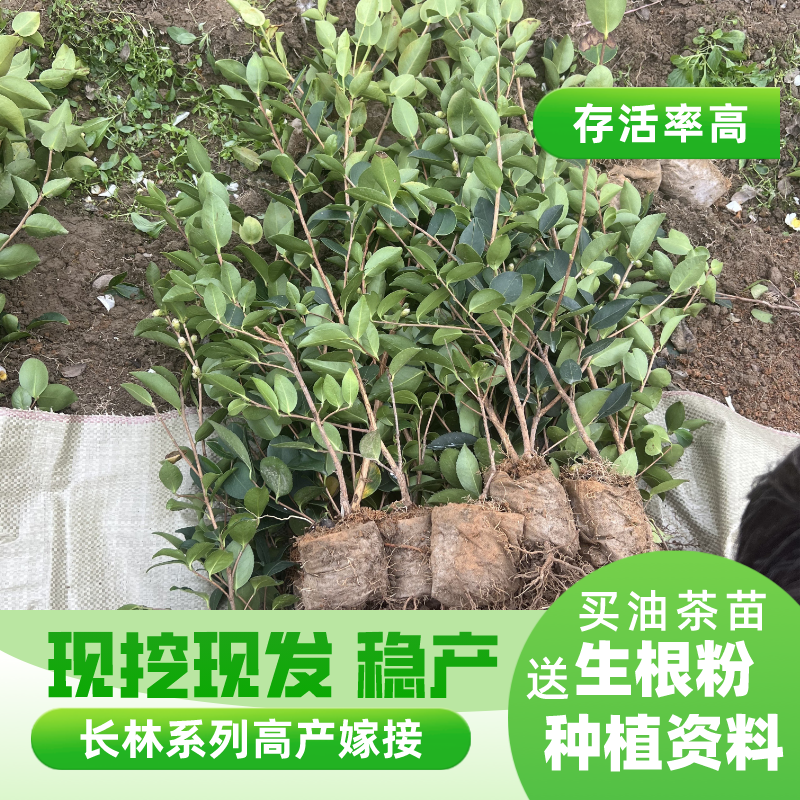 50棵40-80cm土杯容器苗高品质高产本地附近油茶苗皮薄油茶树苗