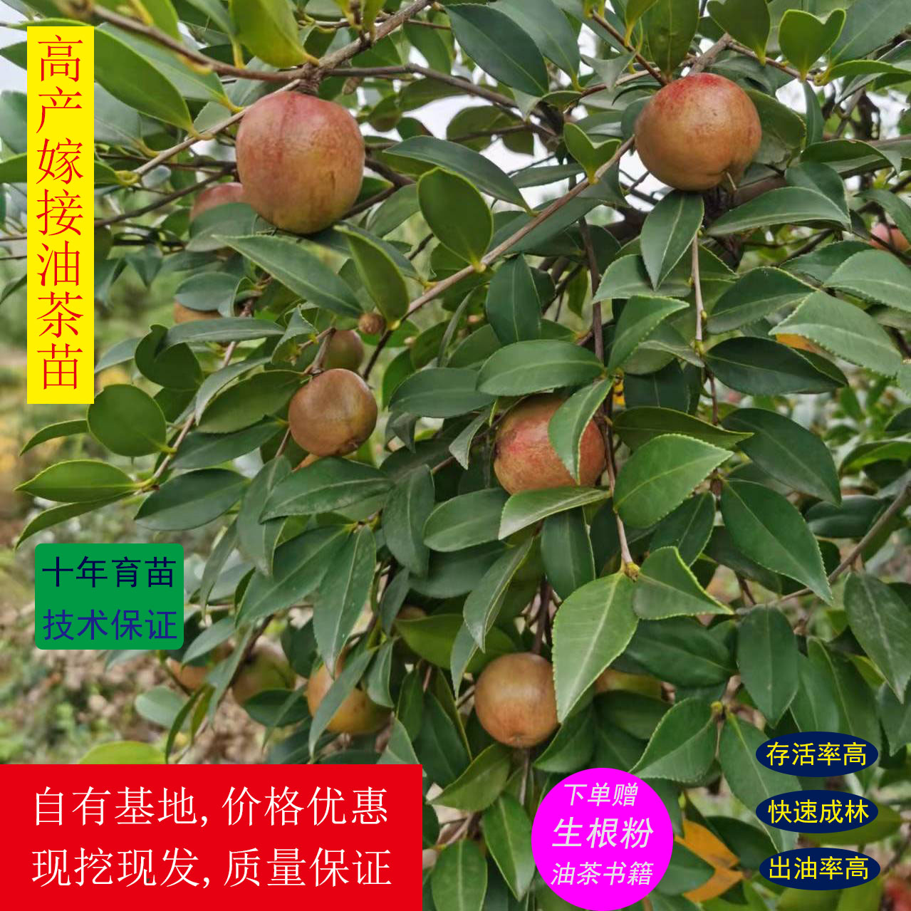 苗圃直发长林系高产嫁接挂果薄皮大红果批发本地附近油茶树