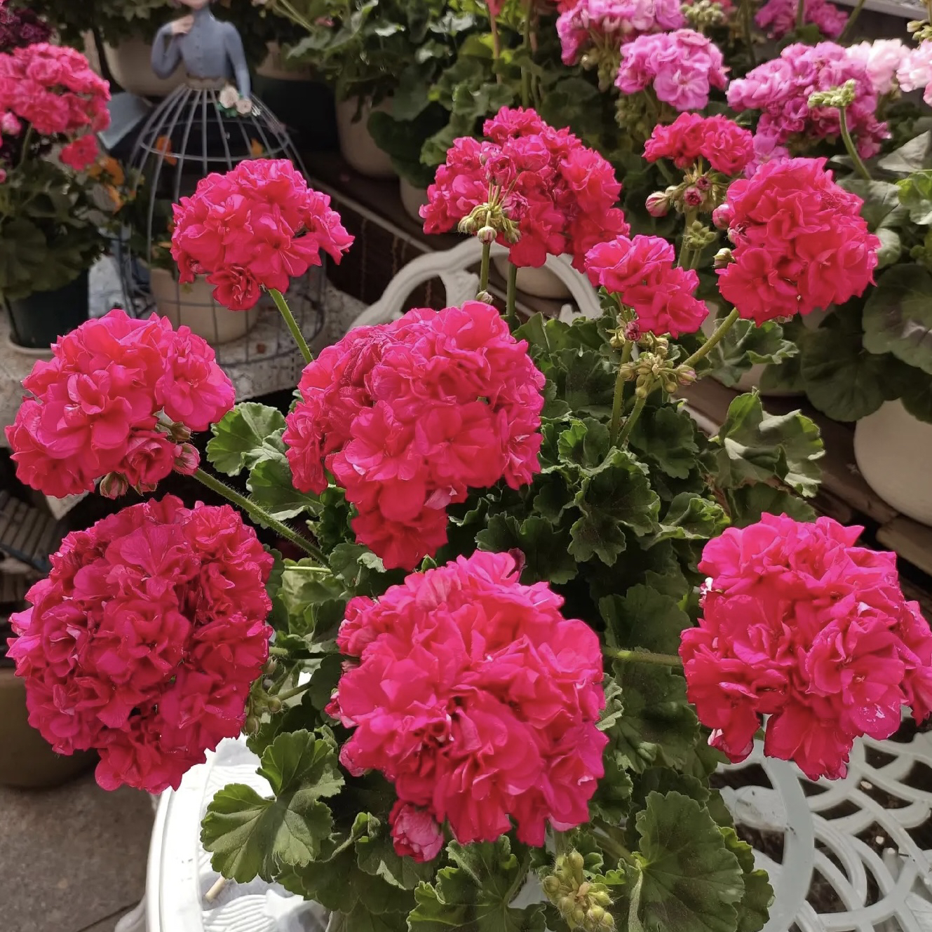 【云裳】直立-天竺葵包邮