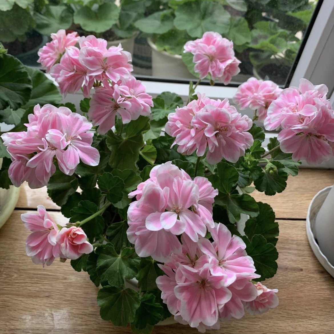 【童话故事】直立-天竺葵矮生勤花包邮