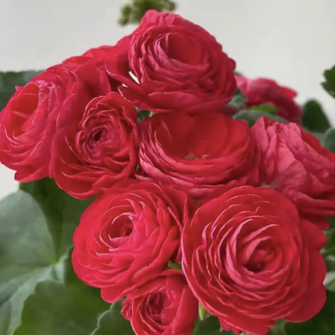 【万岁玫瑰】直立-天竺葵包邮