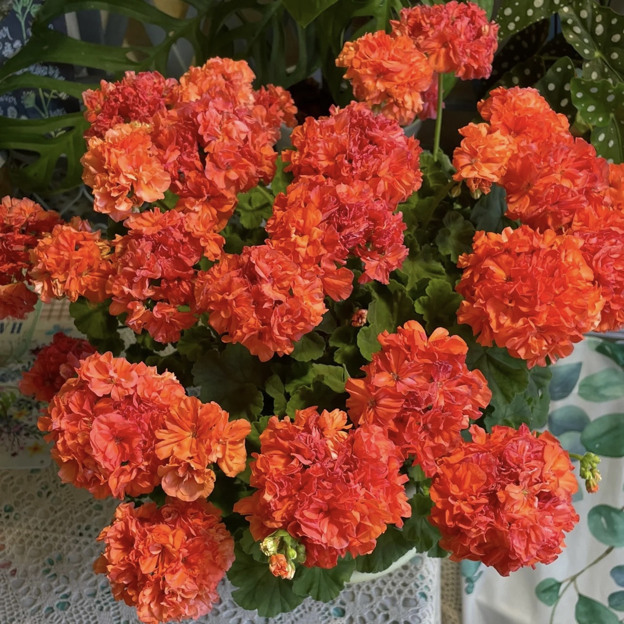 【莫瑞】直立-天竺葵包邮