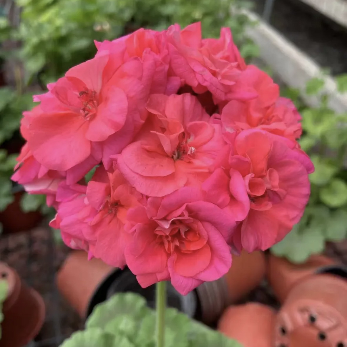 【蜜丝巴黎】直立天竺葵绿植好养包邮
