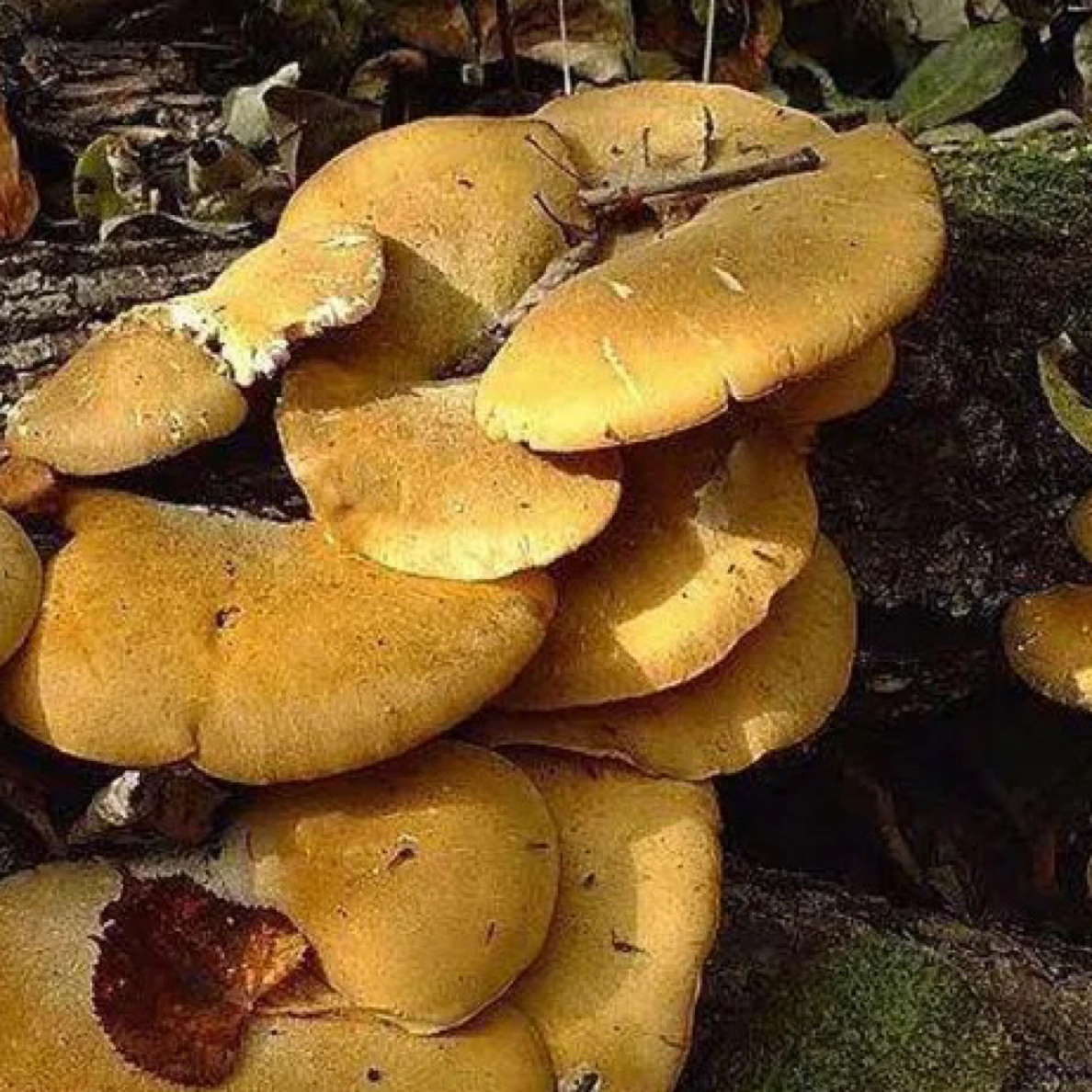 东北长白山山上冻蘑