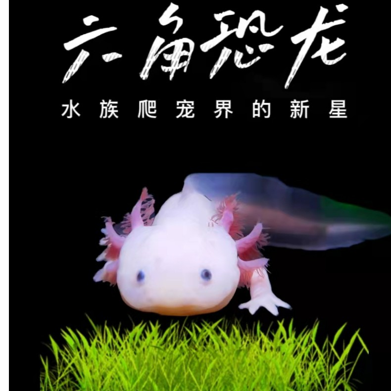 【精品大腮】观赏鱼淡水宠物活体好养易活水族冷水鱼