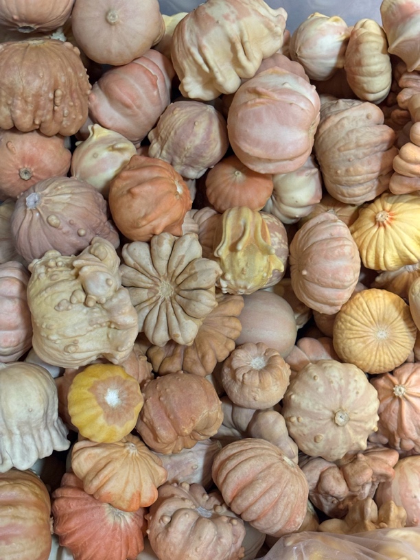 草里金葫芦改价链接以实物为准