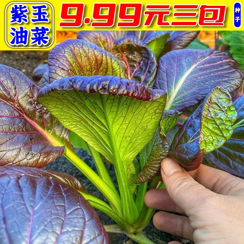 9.99元3包【紫油菜】种子四季可种阳台家庭种植脆嫩可口