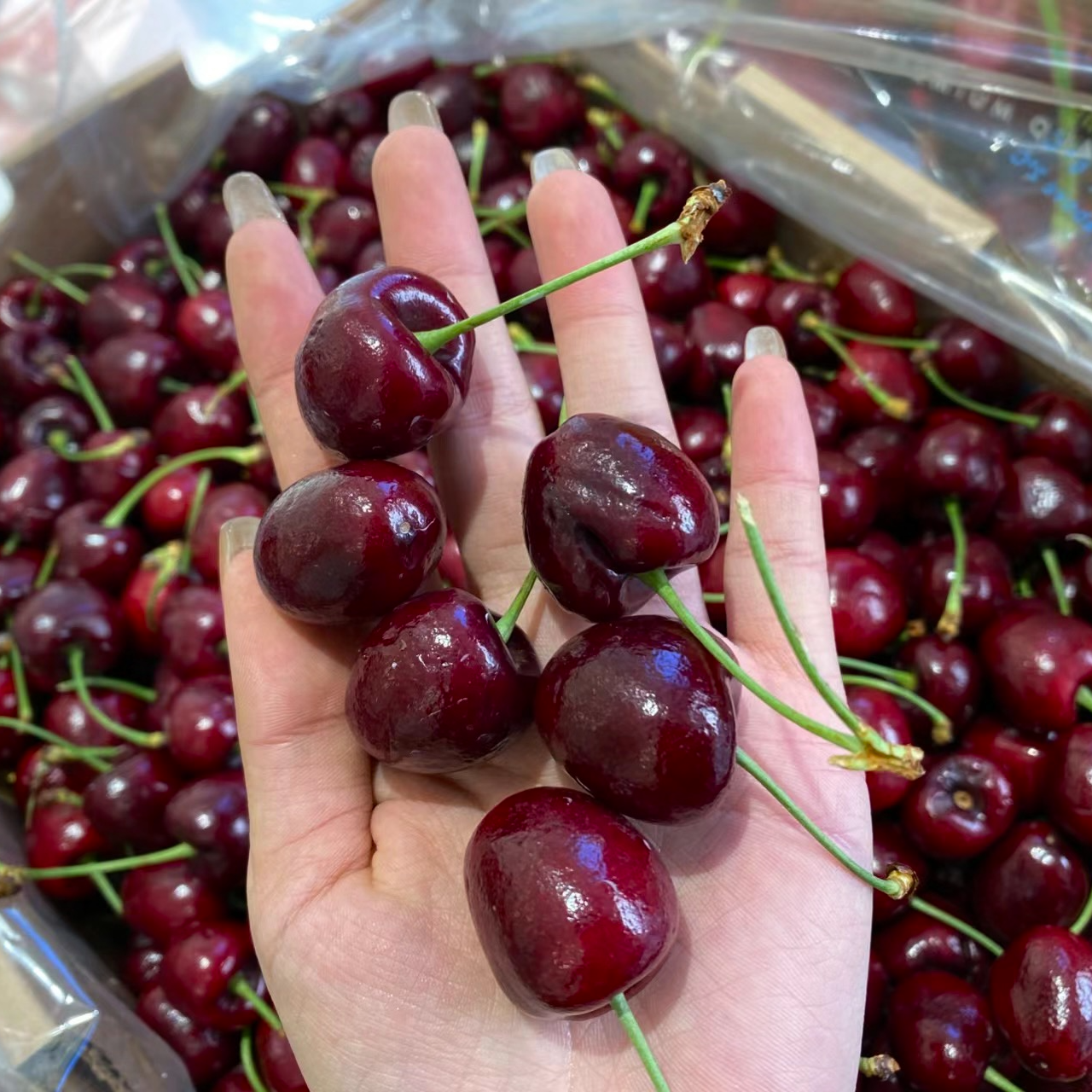 JJJD车厘子一斤海运阿雅娜智利