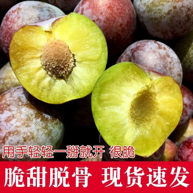 【现摘现发】新鲜安格诺李子新鲜时令水果当季水果脆酸