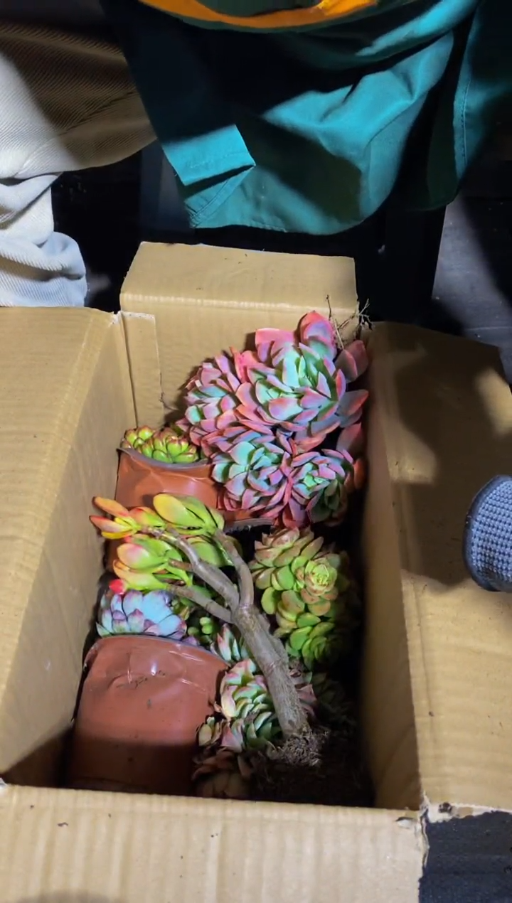 【闪购商品】多肉箱拍10颗不售后1单包邮