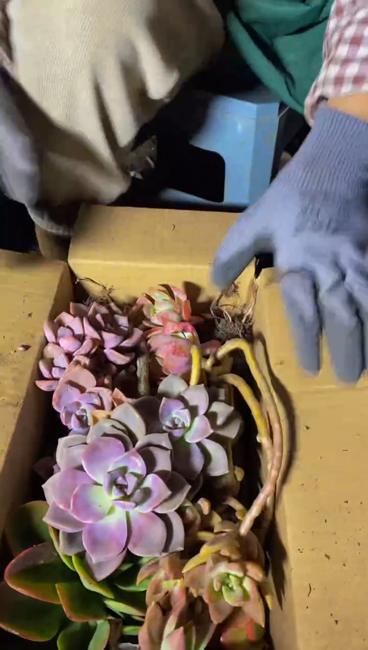 【闪购商品】多肉箱拍不售后10颗1一单包邮