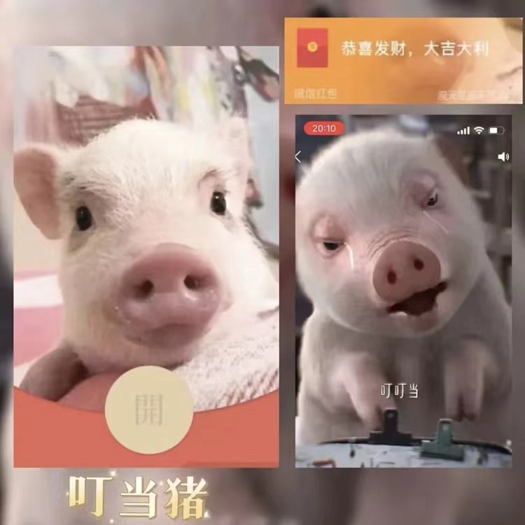 【叮当猪】红包封面2024新款动态设计服务