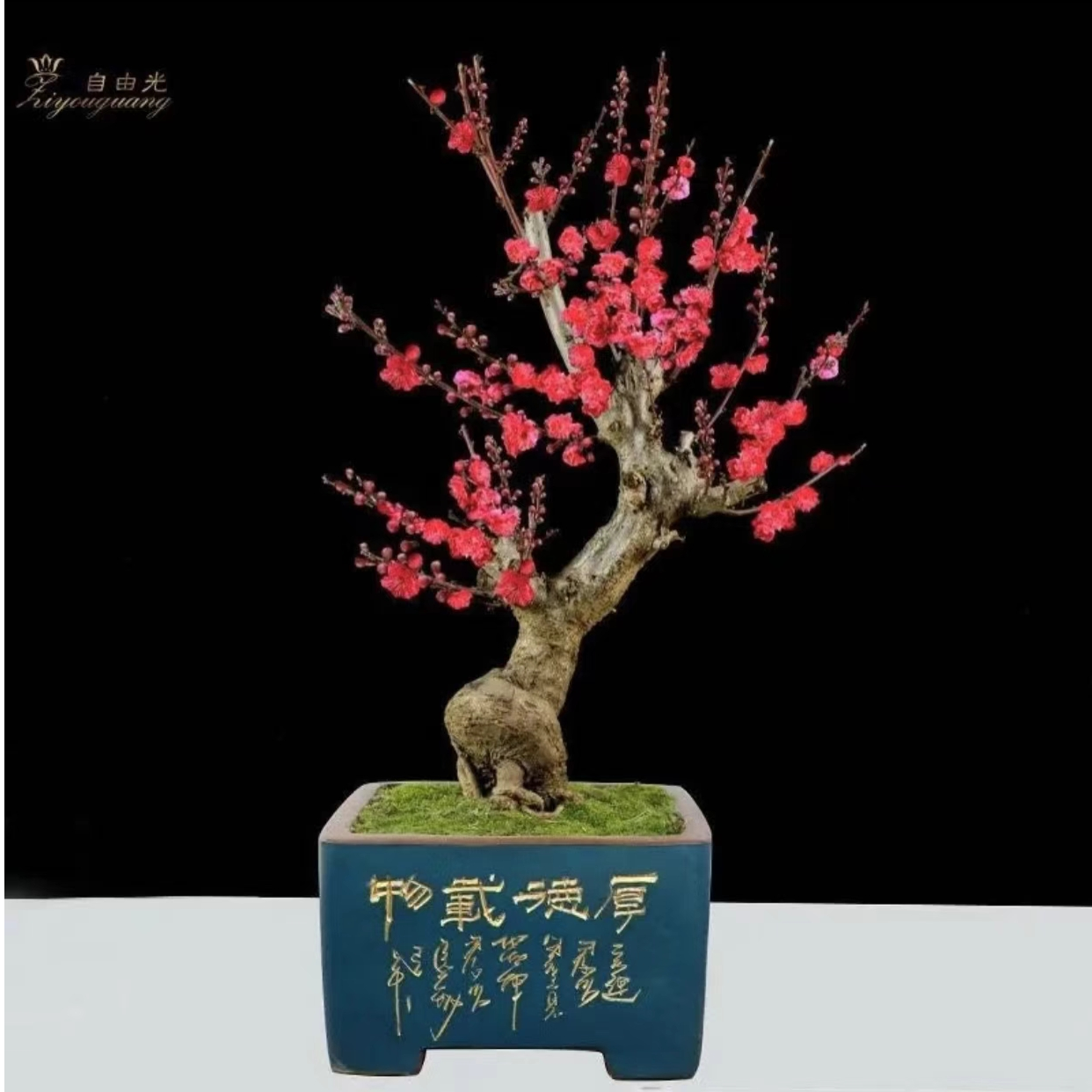 红梅花盆栽老桩红梅盆景好养花卉耐寒植物阳台室外盆栽