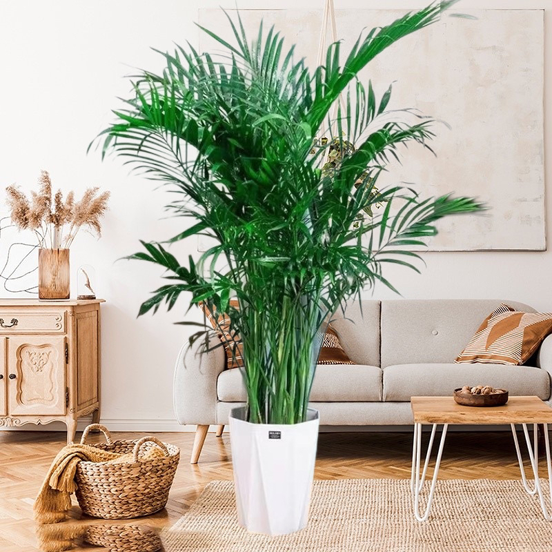 1.6-1.8富贵椰子绿植盆栽卧室落地绿植室内养护四季常青净化空气