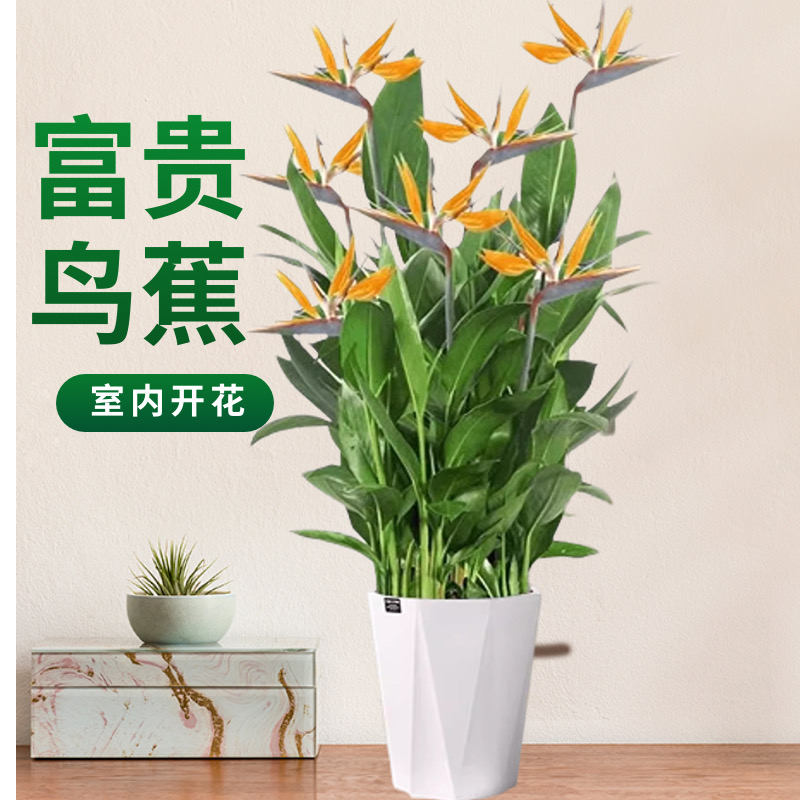 富贵鸟四季循环开花耐热耐养盆栽客厅室外办公室四季花卉植物