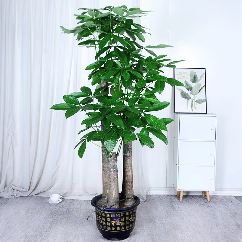 三杆步步高发财树大棵盆栽室内客厅植物大型办公室绿植花卉同城